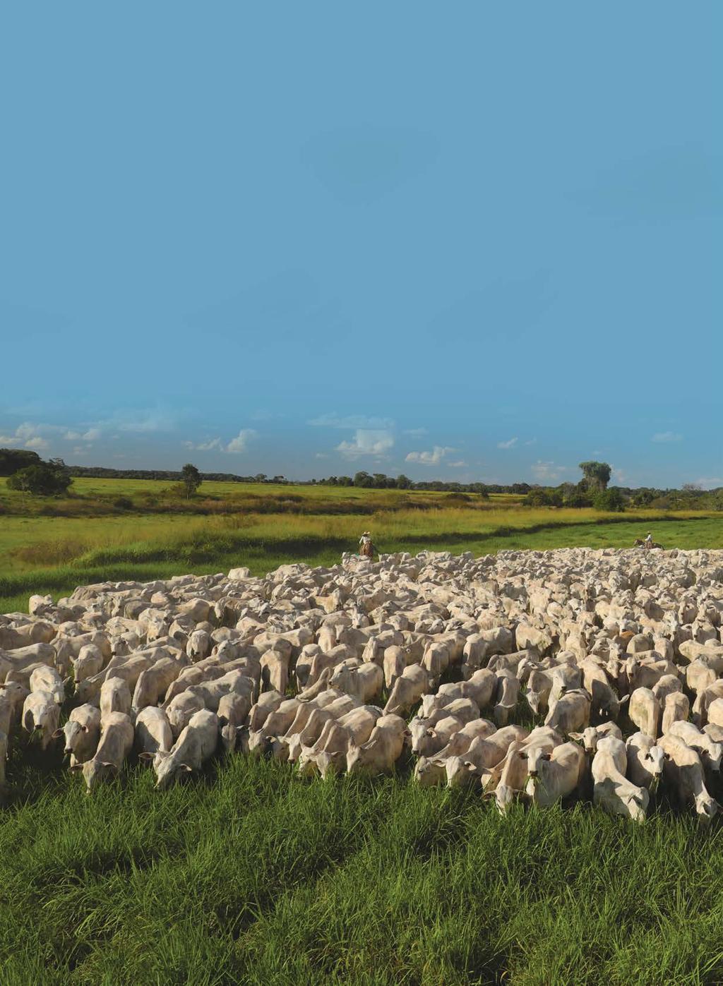 Foto: Zzn Peres Editorial Quando chegamos às terras do Mato Grosso, era impossível imaginar como a Fazenda Cibrapa iria se transformar.