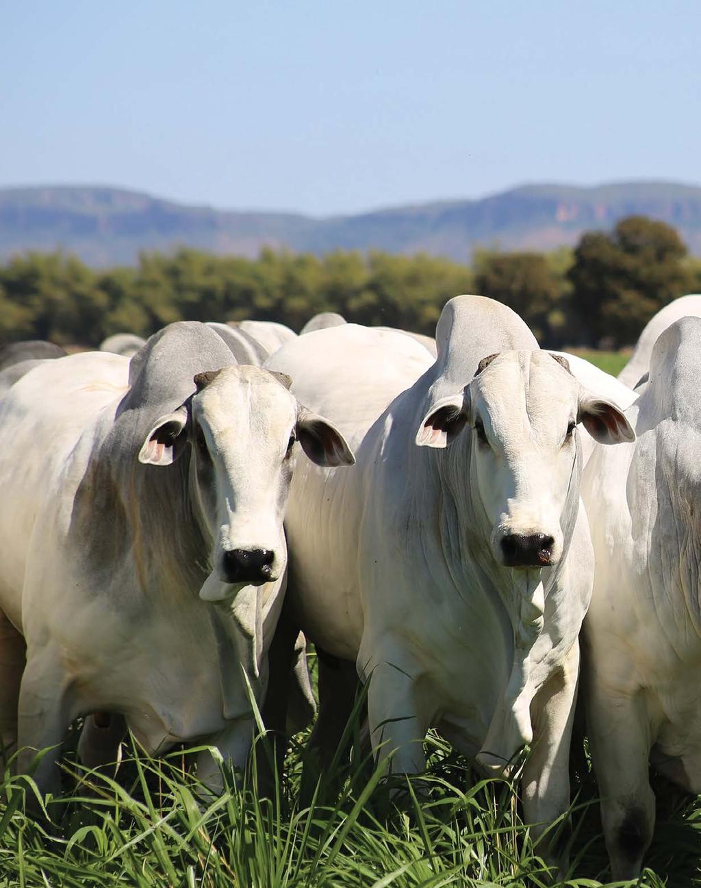 Touros Carpa, versáteis e adaptados O manejo dos touros na Fazenda Cibrapa também reserva atenção especial aos animais e a eventuais passagens pelo confinamento.