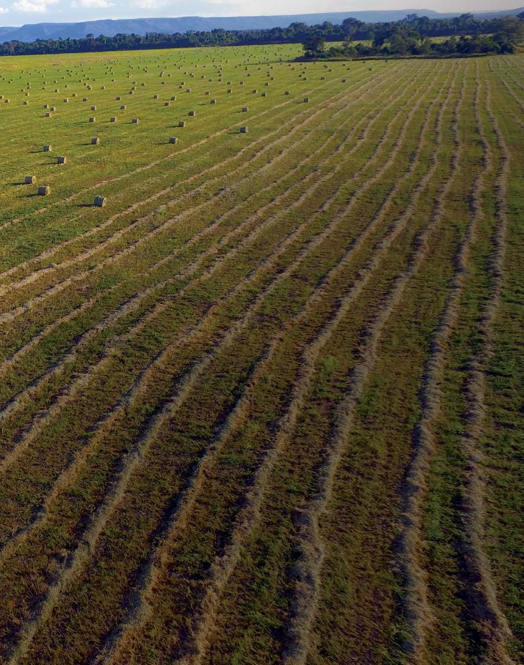 Silagem e feno de capim, aproveitamento máximo da ILP O manejo de inverno na Fazenda Cibrapa ganha uma nova etapa.