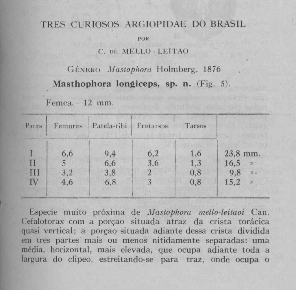 OS AE DO BRASL C. n L l\ E L Lt > - L E T.'-\ (J Mastophora Holn1berg, 18i6 Masthophora longiceps, sp. n. (J.."'ig. 5). ' Fen1ea. 12 n1 111. PattlS Fenlttrc!