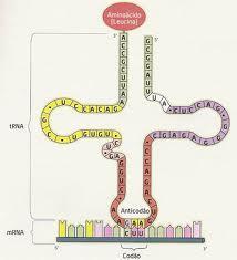 Tipos de RNA RNA transportador (RNAt) Também chamado RNA de transferência ou RNA solúvel. Filamento único dobra sobre si mesmo, assumindo o aspecto de folhas de trevo.