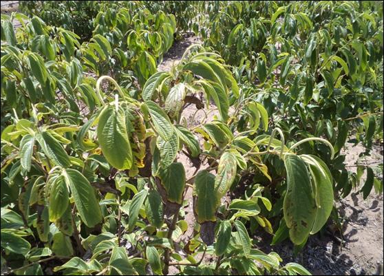 2 Produção de Pimenta-Longa (Piper Aduncum L. e Piper Hispidinervum C. Dc.