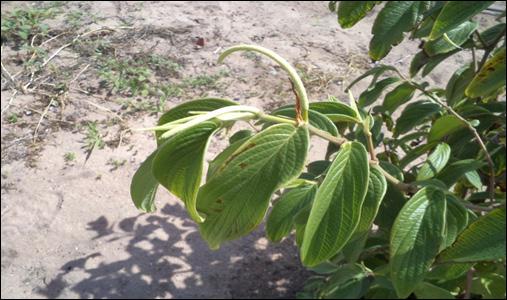 com sinergia nos inseticidas e pesticidas naturais à base de Piretrum. Figura 1: Piper hispidinervum aos 36 meses de plantio. Paraipaba, CE, 2012. Piper aduncum L.