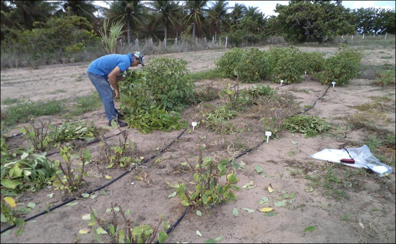 Produção de Pimenta-Longa (Piper Aduncum L. e Piper Hispidinervum C. Dc.) no Ceará 3 peneirado, colocando-se 3 a 4 sementes por célula.