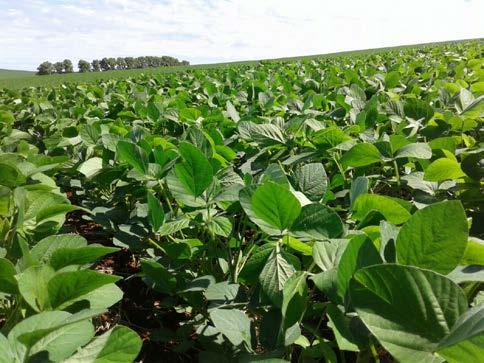 111 plantas/ha Numero de sementes/metro: 12,5 Espaçamento entrelinhas: 45 cm Modelo da plantadora: Stara Victória Sistema de distribuição de