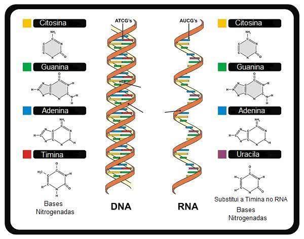 DNA/RNA e