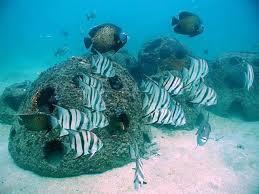 Estas características permitem uma maior durabilidade do recife e a fixação mais facilitada de vida marinha.