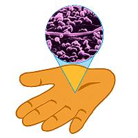 Vibrio spp. Epidemiologia: Alimentos aquáticos (peixe, marisco), água doce e zonas costeiras. Vegetais crus e contaminações cruzadas. Durante a doença o agente é abundantemente eliminado nas fezes. V. parahemolyticus- bem documentado como causa de TIA no Japão, e cada vez mais na Europa.