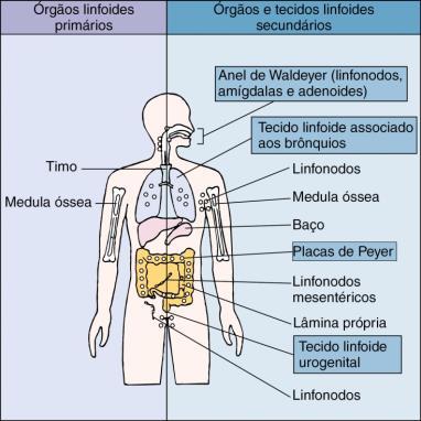 normalidade do corpo. Vias de transmissão de um patógeno Transmissão por contato. direto - pessoa a pessoa (DST, M. tuberculosis, M. leprae, C.diphteriae);. indireto - fômites (C.