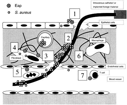 Adesina Eap de Staphylococcus aureus 1.