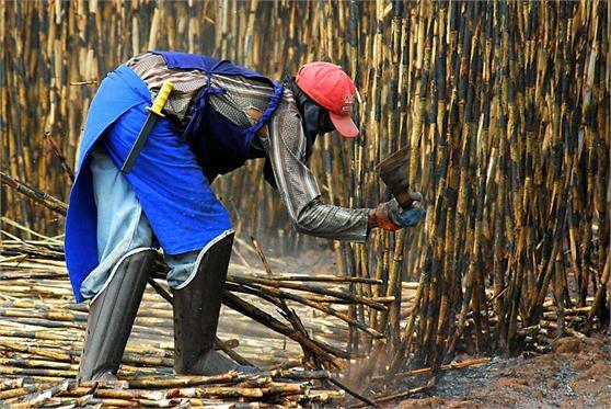 PRINCIPAIS AGENTES NOCIVOS Fuligem da