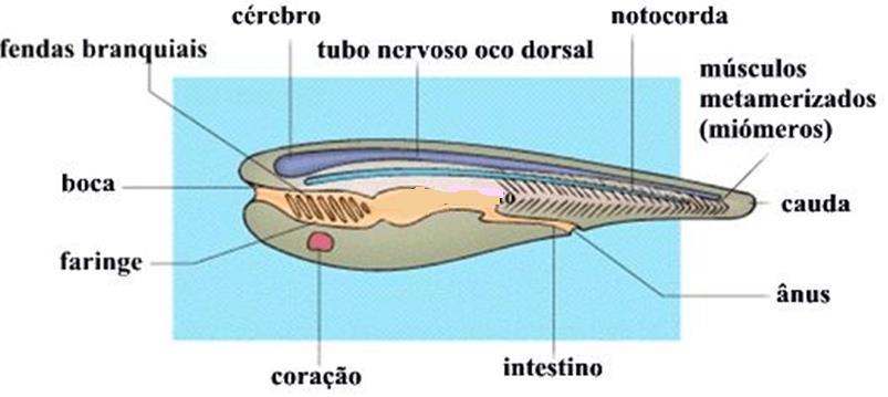 Os cordados possuem um sistema nervoso dorsal e oco, formado a partir do tubo neural, originado do ectoderma do embrião e localizado na região dorsal do corpo, diferente dos grupos estudados até