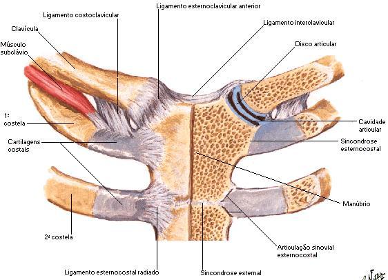 ARTROLOGIA DO ESQUELETO APENDICULAR SUPERIOR ARTICULAÇÕES CLAVICULARES ARTICULAÇÃO ESTERNO-CLAVICULAR A articulação esterno-clavicular é formada pela porção esternal da clavícula e incisura