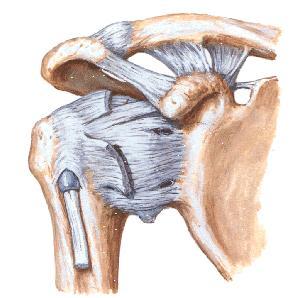ARTICULAÇÃO DO OMBRO ARTICULAÇÃO GLENO-UMERAL A articulação gleno-umeral é formada pela cabeça do úmero e cavidade glenóide da escápula