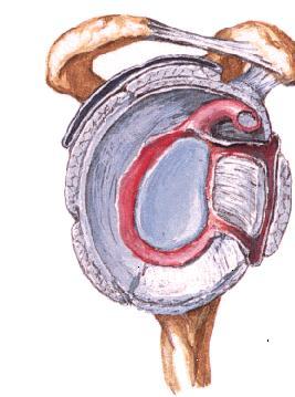 Envolvendo as duas estruturas, temos a cápsula articular e sete ligamentos principais: os ligamentos gleno-umerais superior, médio e