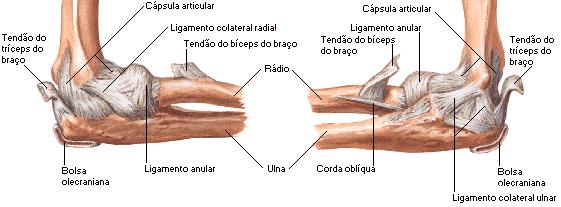 A articulação rádio-ulnar proximal é formada pela cabeça do rádio e incisura radial da ulna e é do tipo sinovial pivô.