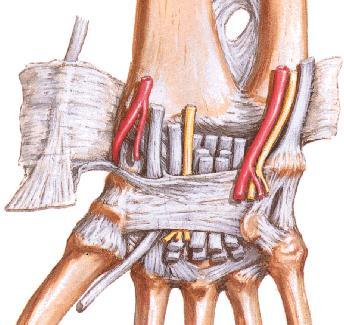 ARTICULAÇÃO DO PUNHO ARTICULAÇÕES RÁDIO-ULNAR DISTAL E RÁDIO-CÁRPICA A articulação rádio-ulnar distal é formada pela cabeça da ulna e incisura