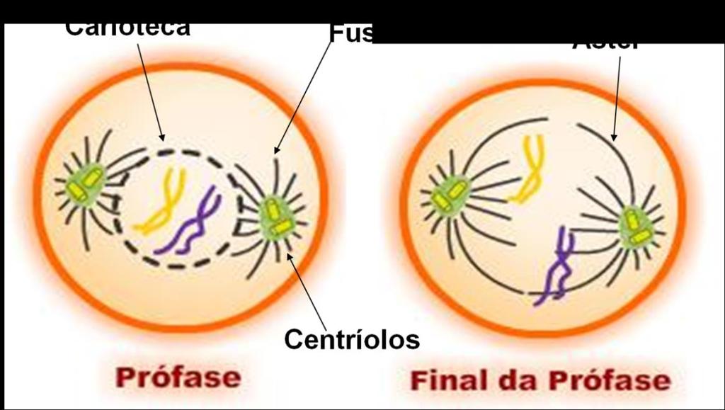 Pro = primeira Os filamentos de cromatina começam a se enrolar (DNA fica