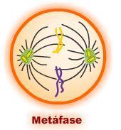 Meta = metade Os centríolos ocupam polos opostos. Cada cromátide está presa às fibras do fuso pelo cinetócoro.