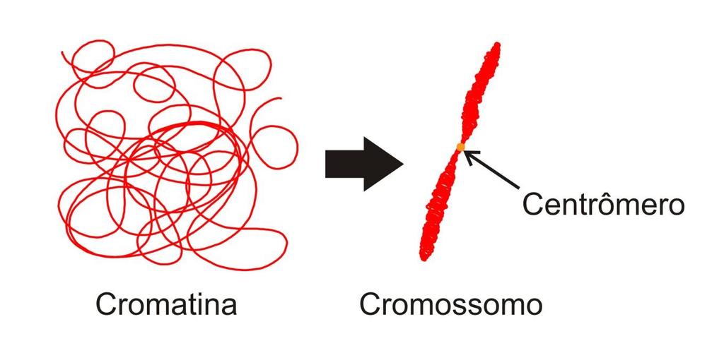 O material genético muda de aspecto