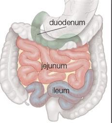 DIGESTÃO & ABSORÇÃO A digestão e absorção dos principais mocronutrientes ocorre predominantemente no duodeno e porções