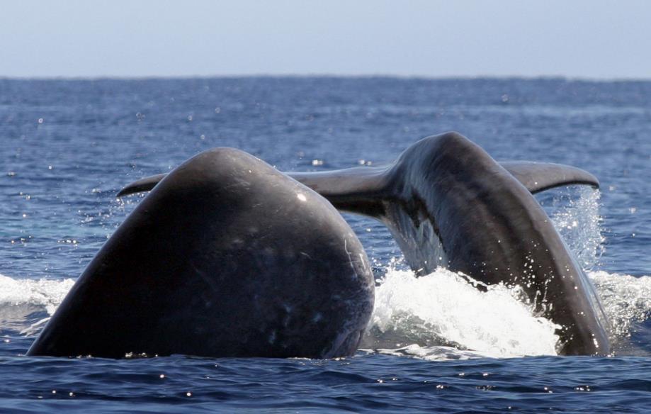 Economia do Mar Whale Watching Em 2010, os Açores foram considerados pelo jornal britânico The Telegraph, com