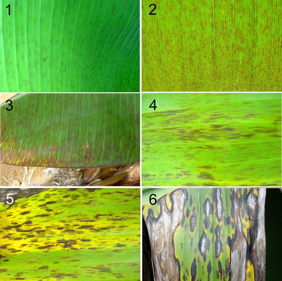 Doenças da Bananeira no Estado de oraima : Sintomas e Manejo Foto: Bernardo de A. Halfeld-Vieira 3 Fig. 1: Estádios da Sigatoka negra causada por Mycosphaerella fijiensis em folha de bananeira.