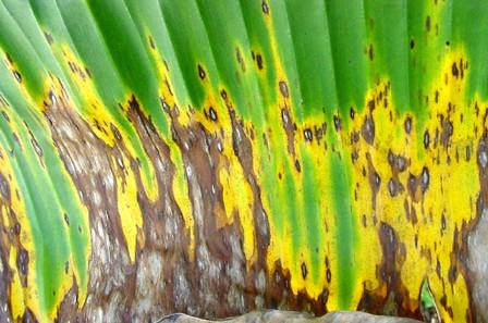 4: Sintoma da Sigatoka amarela causada por Mycosphaerella musicola e folha de bananeira após coalescimento das lesões. Controle das manchas-de-sigatoka: Controle cultural.