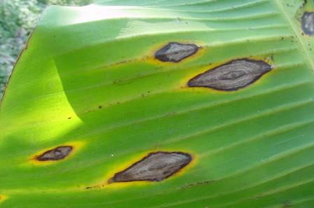 9 Doenças da Bananeira no Estado de oraima : Sintomas e Manejo Foto: Bernardo de A. Half eld-vieira ocupar uma grande parte da área foliar (Figura 6)