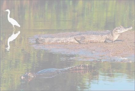 O Pantanal O pantanal encontra-se na faixa de transição entre as formações vegetais do floresta Amazônica e o cerrado.