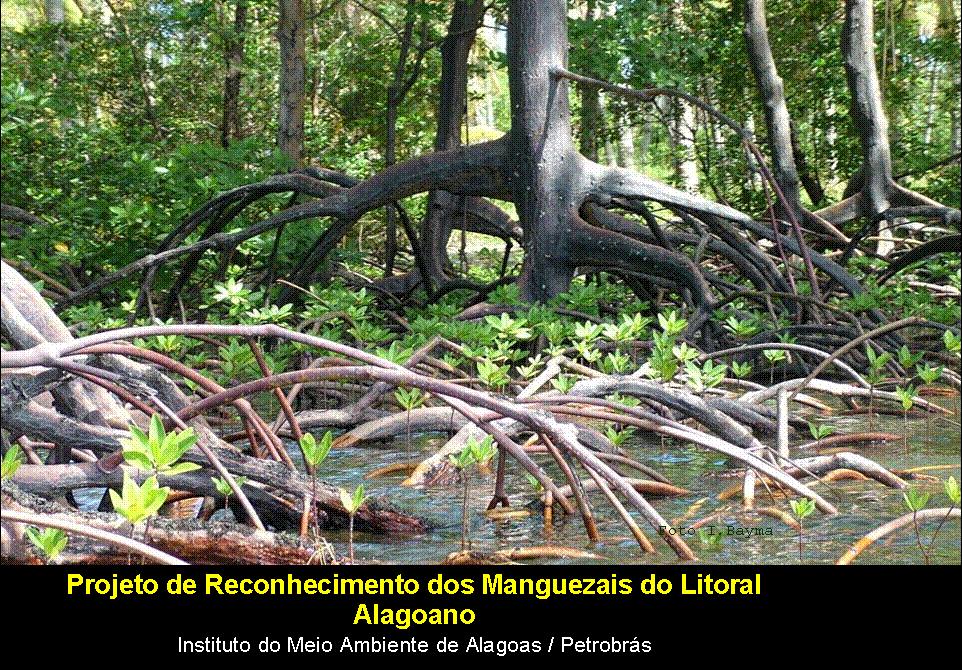 Zonas Costeiras: Os manguezais são típicos de regiões tropicais.