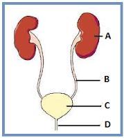 O aparelho ou sistema urinário é um conjunto de órgãos envolvidos com a formação, depósito e eliminação da urina de nosso corpo. Observe a imagem: (A) produzir a urina. (B) armazenar a urina.