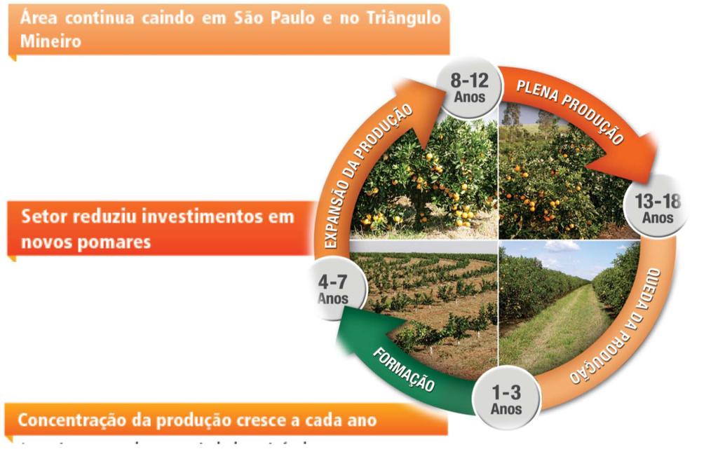 PERFIL ATUAL DA CITRICULTURA: ÁREA MENOR, MAIS ADENSADA E DE ÁRVORES COM DURAÇÃO REDUZIDA.