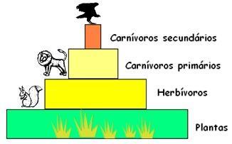 Indica a produtividade do ecossistema, considerando sempre o fator tempo. Por esse motivo, a pirâmide de energia nunca é invertida.