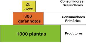 As pirâmides ecológicas representam graficamente o fluxo de energia e