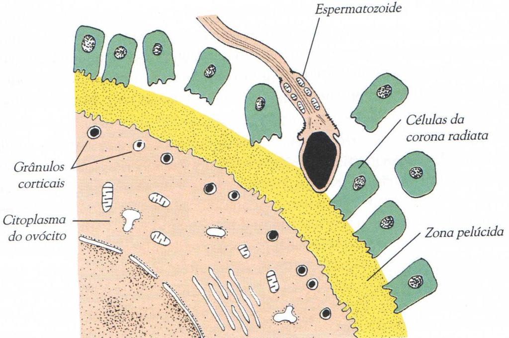 2. Penetração da zona pelúcida: O acrossoma libera acrosina (proteolítica), esterases e neuraminidase reação zonal: a zona
