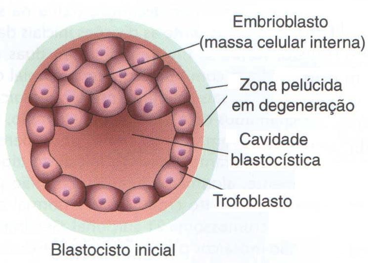 Blastogênese A mórula penetra na cavidade uterina com 12-32 blastômeros, 72h após a fecundação Os blastômeros começam a secretar um líquido, formando a cavidade