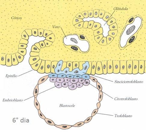 No 7º dia forma-se o hipoblasto a
