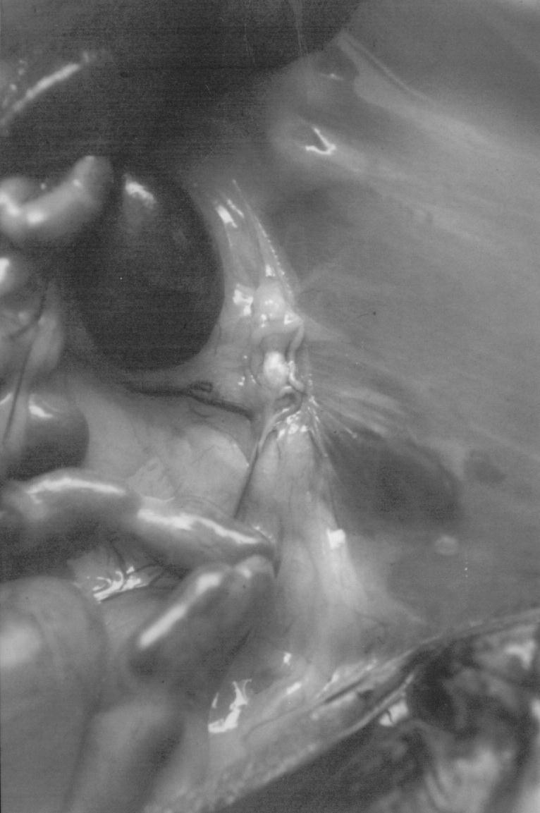Estudo morfológico e morfométrico do ovário de cutias (Dasyprocta aguti, Linnaeus, 1766) 57 localização dos ovários, situados na cavidade abdominal, na região sublombar, caudalmente aos rins (Figura