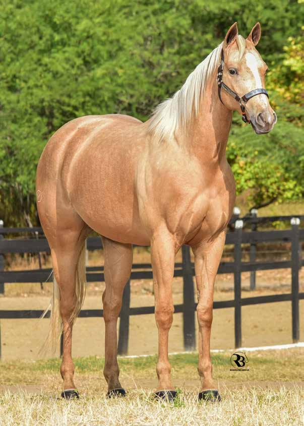 Lu Vitoria Steel VIT FÊMEA BAIO AMARILHO 06/09/15 VENDEDOR: FAZENDA VITÓRIA PF VAQUEJADA 2020 19 ÚNICA FILHA DO CRAQUE E JÁ PRODUTOR DESTINY STEEL EM NOSSO LEILÃO. PALOMINA E EM MÃE HOLLAND EASE.