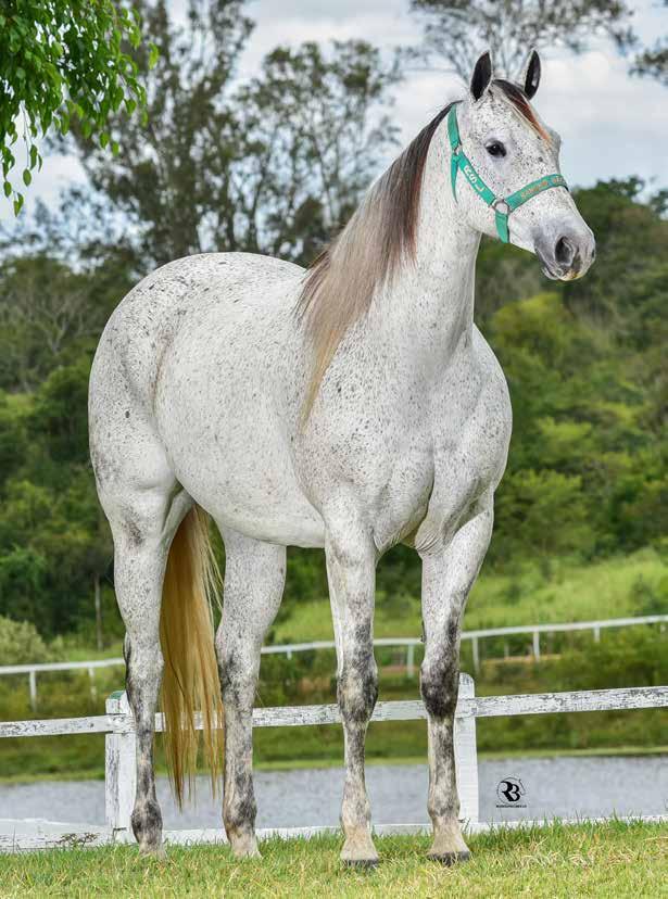 Marita Zorrero FÊMEA TORDILHO 19/09/11 VENDEDOR: RANCHO SÃO LUCAS DOADORA DE EMBRIÕES 25 A ÚNICA FILHA DO LÍDER DAS ESTATÍSTICAS GERAIS DA ABQM COMO PRODUTOR EL SHADY ZORRERO NO LEILÃO.