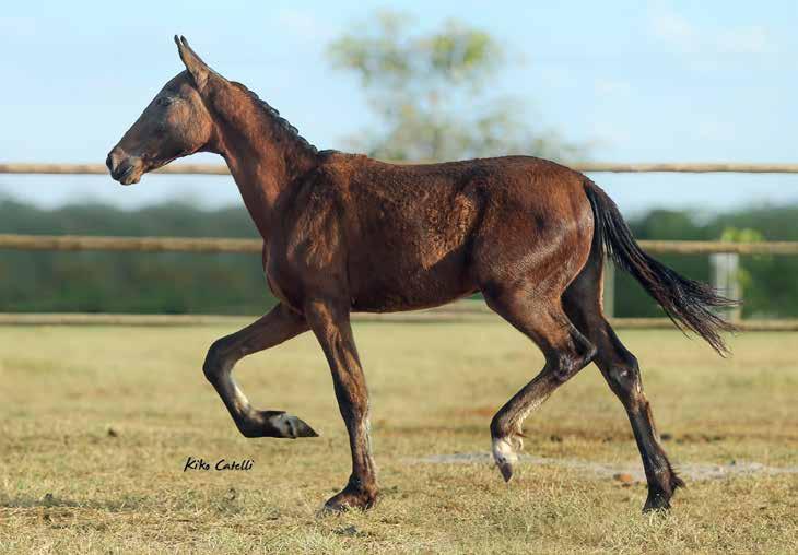 15 DADO LUA DE PRATA QUINADO BAVÁRIA X BELINA DO MMR Nascimento: 14/12/2017 MACHO Jogue sua sorte no dado.