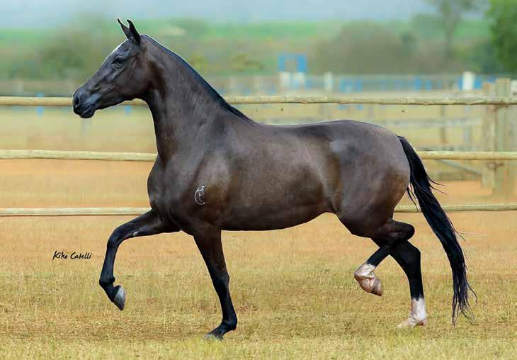 02 ALIADA LUA DE PRATA EMBRIÃO Embrião dessa jovem égua, campeã de pista, filha de