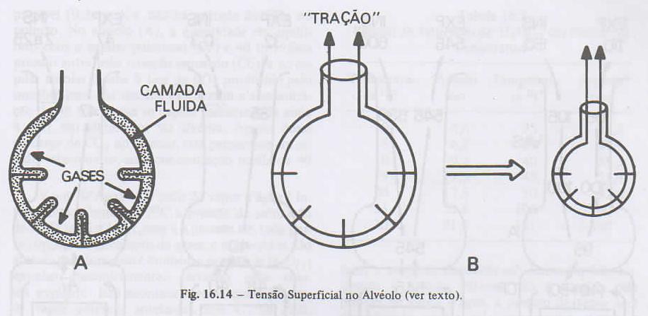 Tensão superficial nos alvéolos