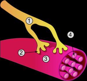 NEUROMUSCULAR