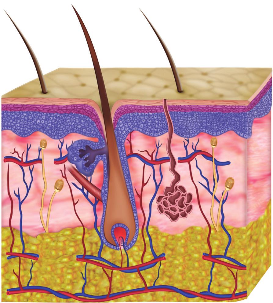 2C apítulo Silmara da Costa Pereira Cestari noções de anatomia e histologia da pele A pele é um órgão de composição complexa e estrutura própria, que se caracteriza por diversos