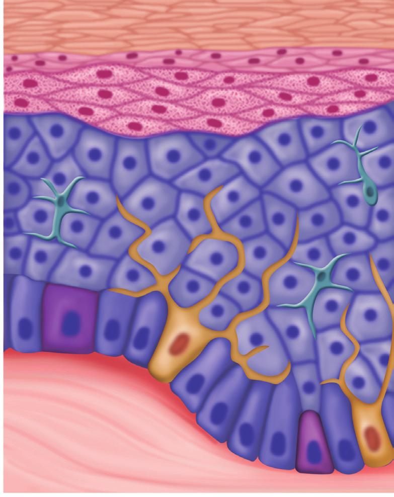 CAPÍTULO 2 noções de anatomia e histologia da pele 11 cas, anucleadas, e possuem um sistema de filamentos de queratina imerso em uma matriz contínua, circundada por uma membrana celular espessada.
