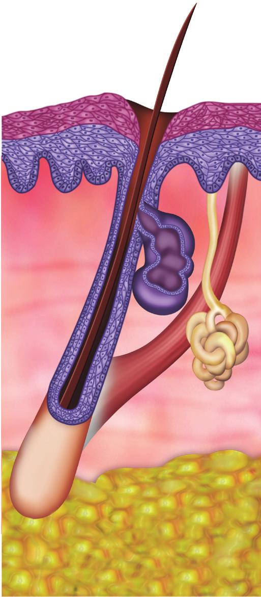 CAPÍTULO 2 noções de anatomia e histologia da pele 15 1.