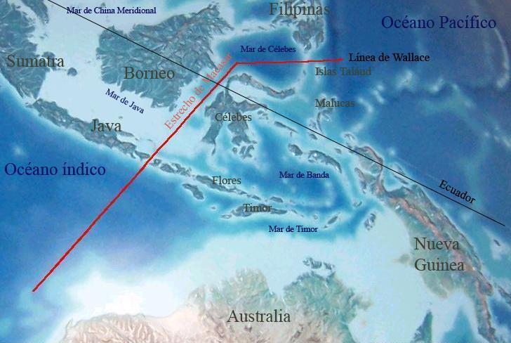 Wallace propôs o pensamento biogeográfico evolutivo através do estudo realizado no Arquipélago Malaio Espécies que habitavam o oeste eram mais relacionadas com as