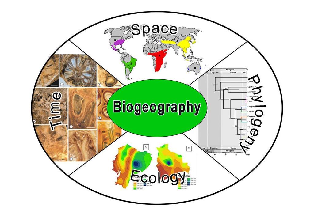 Biogeografia Ecológica - analisa padrões em nível de população ou espécie, em escalas curtas de tempo e espaço, buscando relacionar os padrões de distribuição dos seres vivos com fatores bióticos